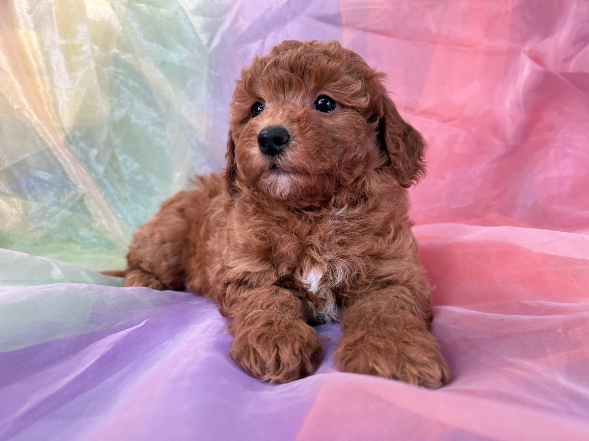 Male Bichon Poodle Puppy for Sale $1200 DOB 12-15-2022